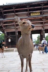 奈良 Nara 愛瑞絲蒂的旅路
